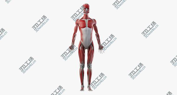 images/goods_img/20210312/Asian Female Skin, Skeleton And Muscles Rigged model/5.jpg